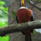 Jacamar à bec jaune