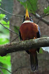 Jacamar à bec jaune