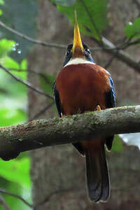 Jacamar à bec jaune