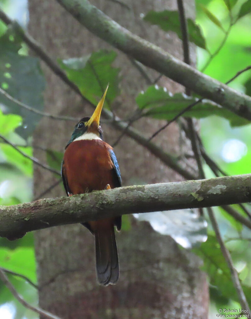 Jacamar à bec jaune mâle adulte