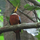 Jacamar à bec jaune