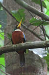 Jacamar à bec jaune