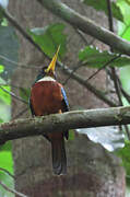 Jacamar à bec jaune