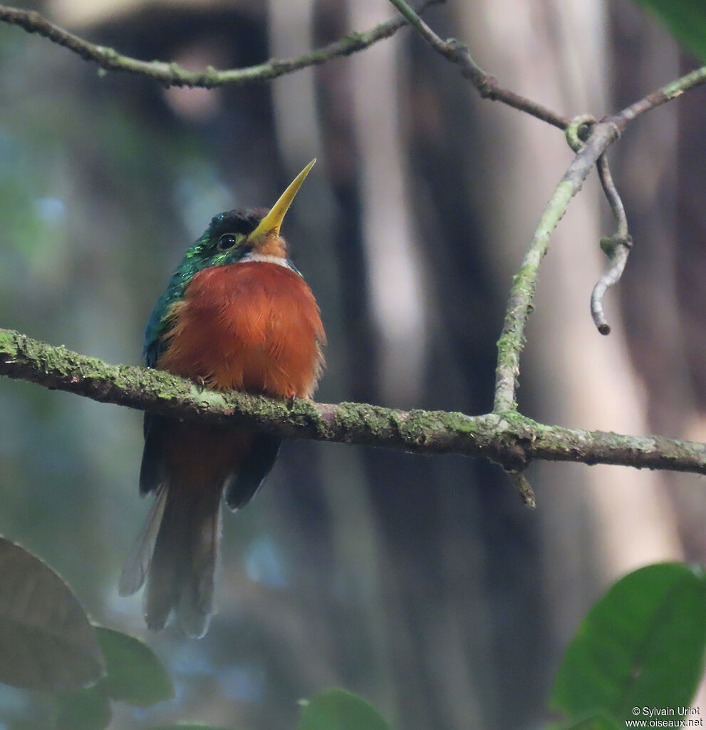 Yellow-billed Jacamar male adult