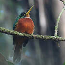 Jacamar à bec jaune