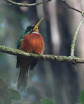 Jacamar à bec jaune