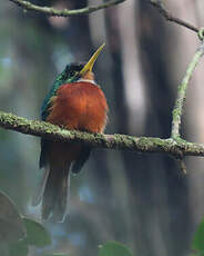 Jacamar à bec jaune