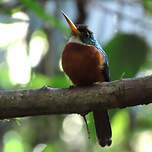 Jacamar à bec jaune