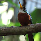 Jacamar à bec jaune
