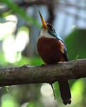 Jacamar à bec jaune