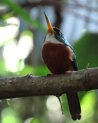 Jacamar à bec jaune