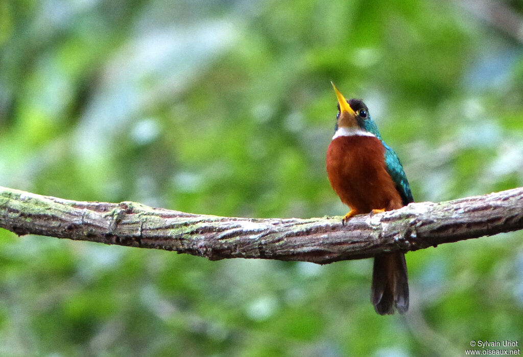 Jacamar à bec jaune mâle