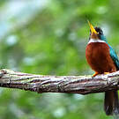 Jacamar à bec jaune