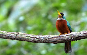 Jacamar à bec jaune