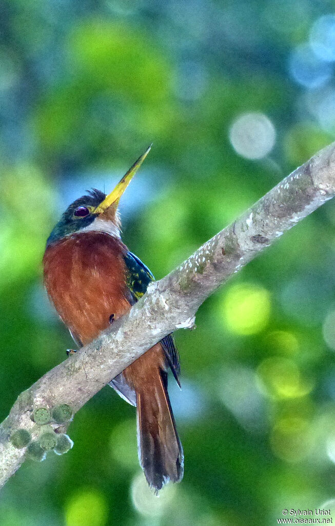 Yellow-billed Jacamar male