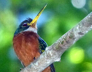 Jacamar à bec jaune