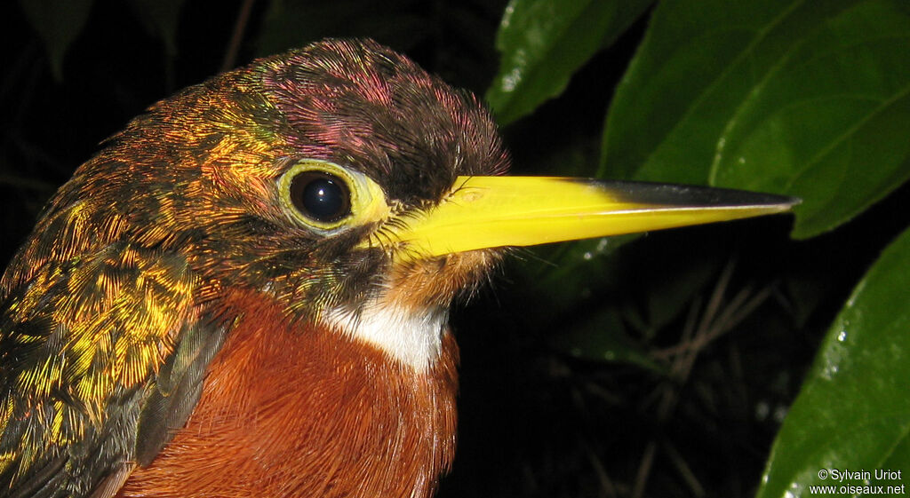 Jacamar à bec jaune mâle adulte