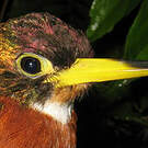 Jacamar à bec jaune