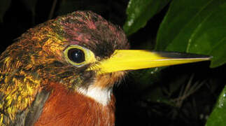 Yellow-billed Jacamar