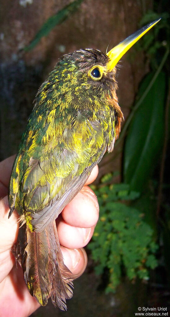 Jacamar à bec jaune femelle adulte