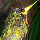 Jacamar à bec jaune