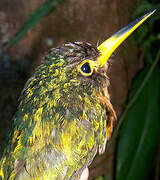 Yellow-billed Jacamar