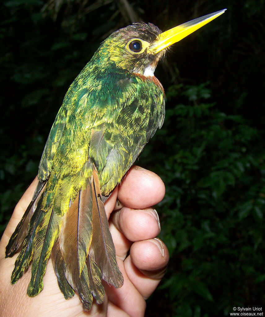 Jacamar à bec jaune mâle adulte