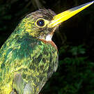 Jacamar à bec jaune
