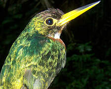 Jacamar à bec jaune