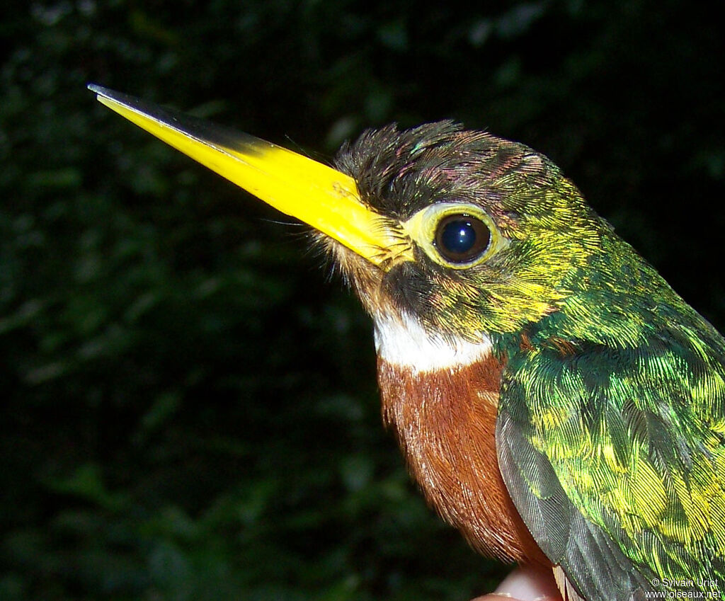 Jacamar à bec jaune mâle adulte