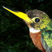 Yellow-billed Jacamar