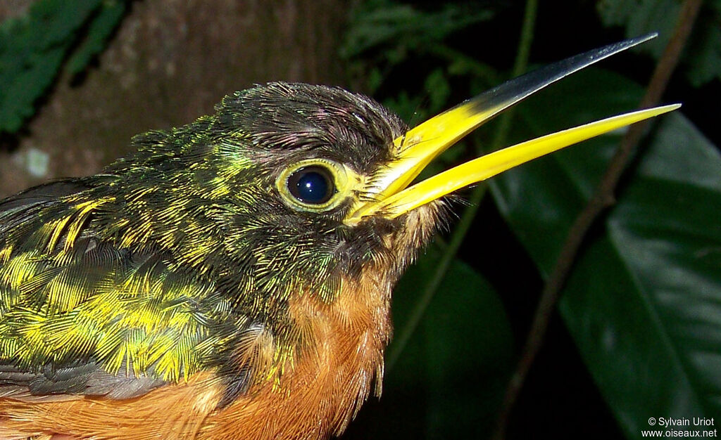 Jacamar à bec jaune femelle adulte