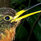 Jacamar à bec jaune