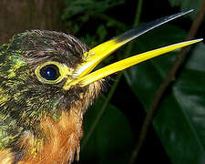 Jacamar à bec jaune