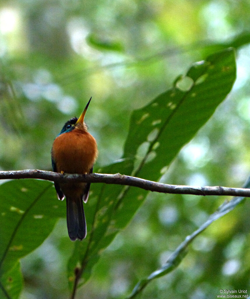 Jacamar à bec jaune femelle adulte