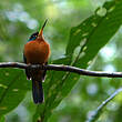 Jacamar à bec jaune