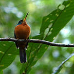 Jacamar à bec jaune