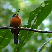 Jacamar à bec jaune