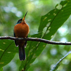 Jacamar à bec jaune