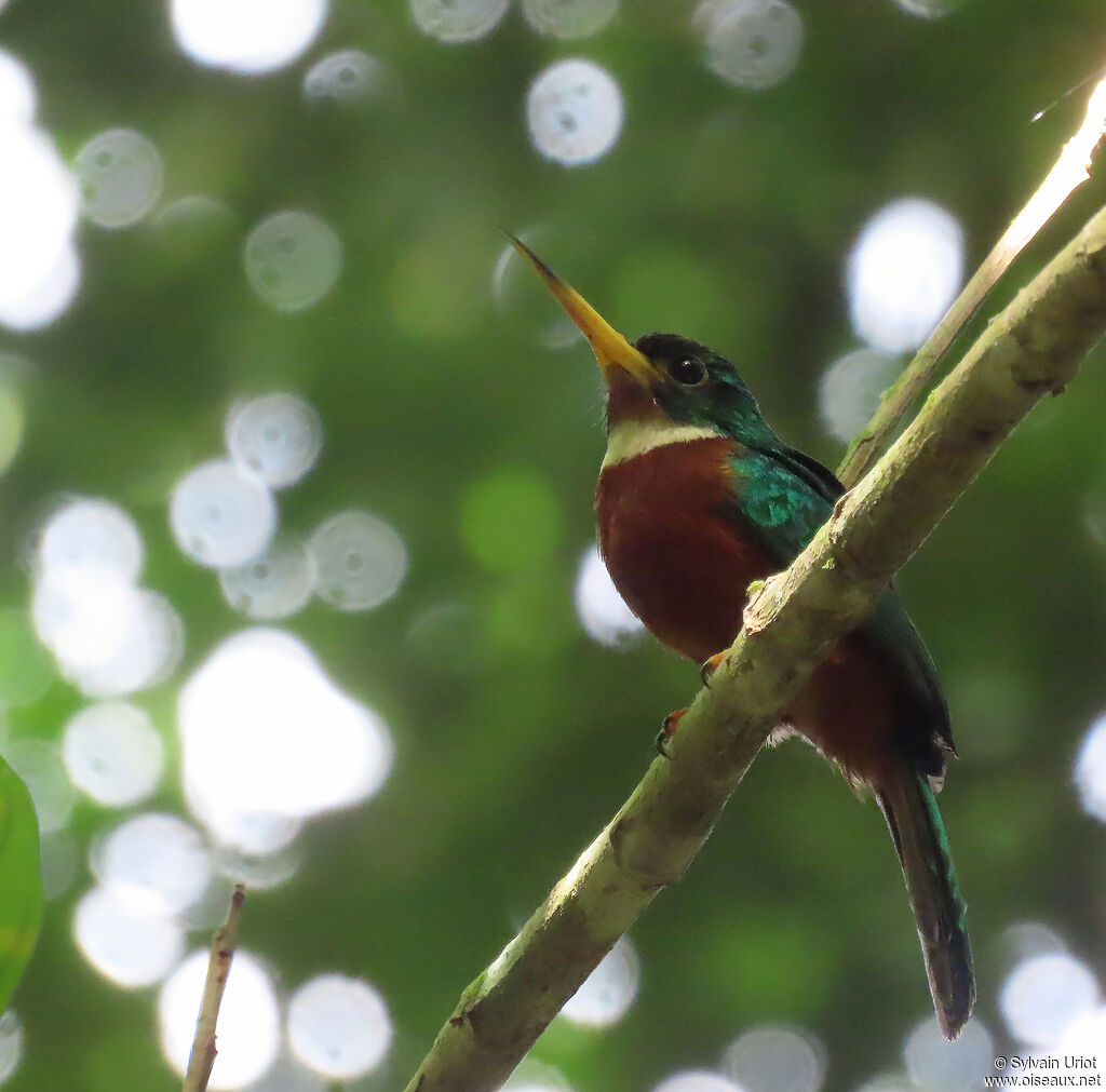 Yellow-billed Jacamar male adult