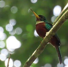 Jacamar à bec jaune