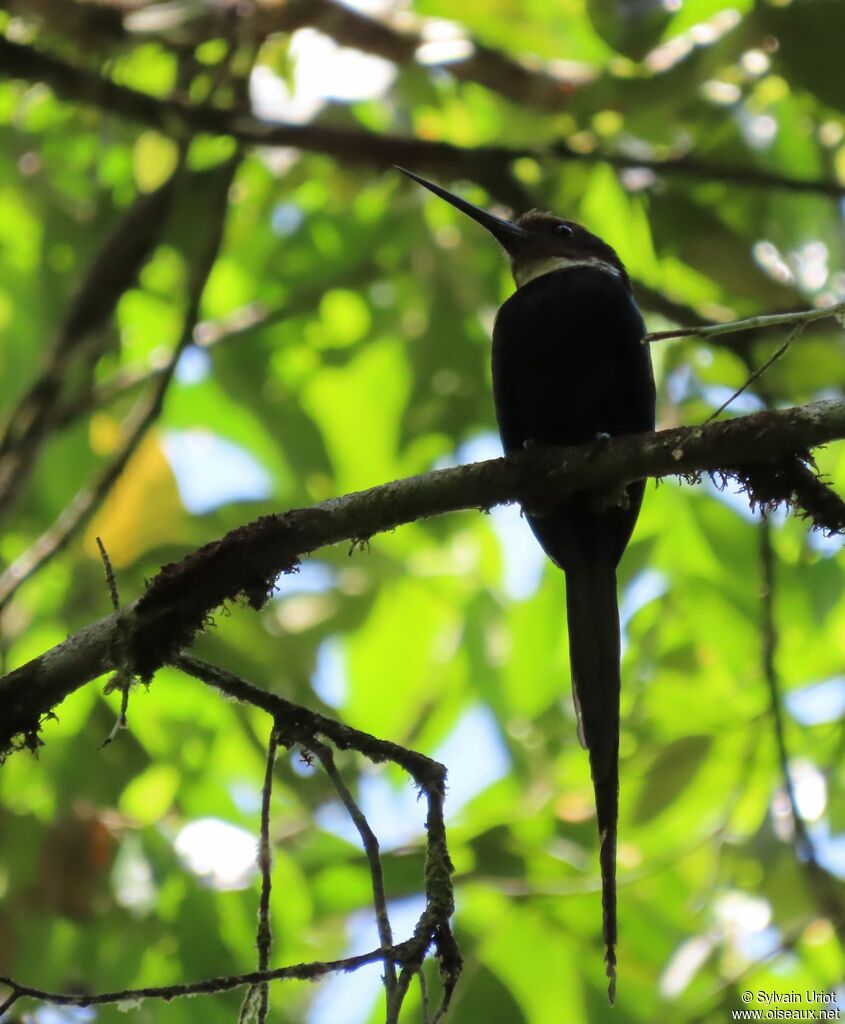 Jacamar à longue queueadulte