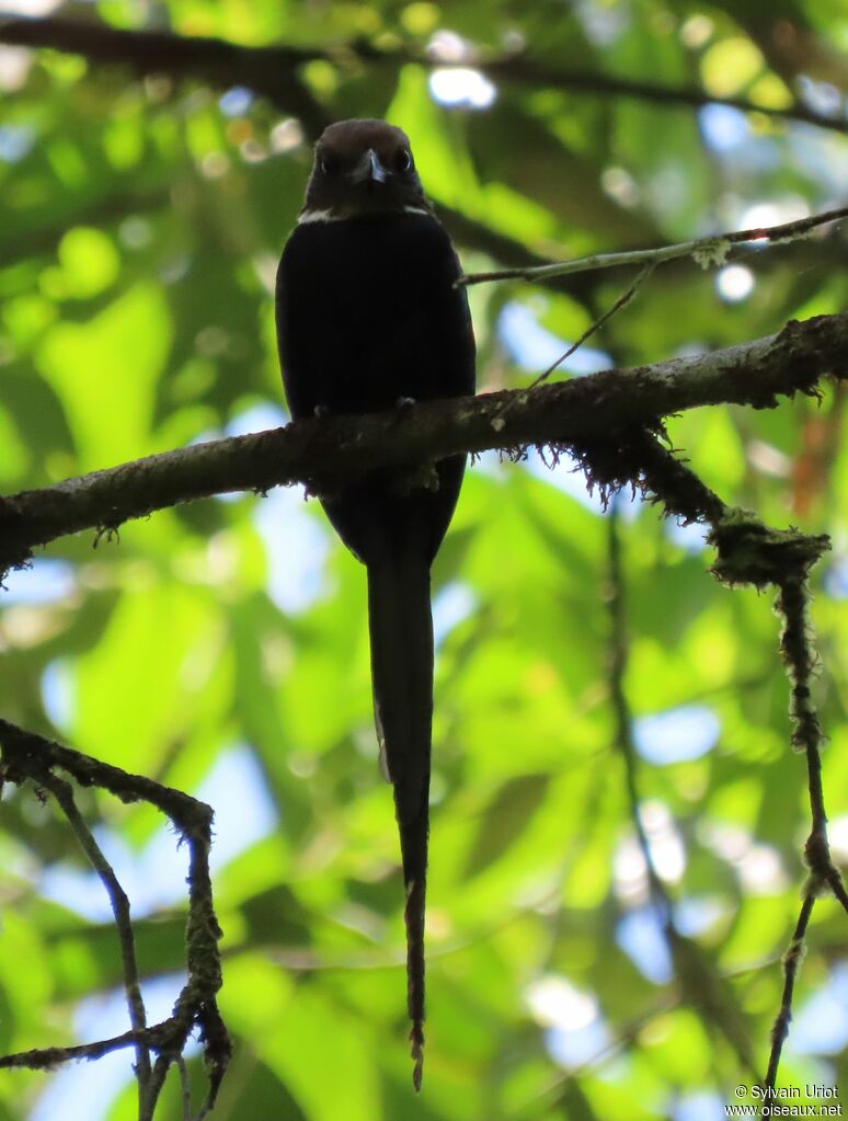 Jacamar à longue queueadulte