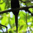 Jacamar à longue queue