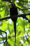 Jacamar à longue queue