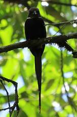 Jacamar à longue queue