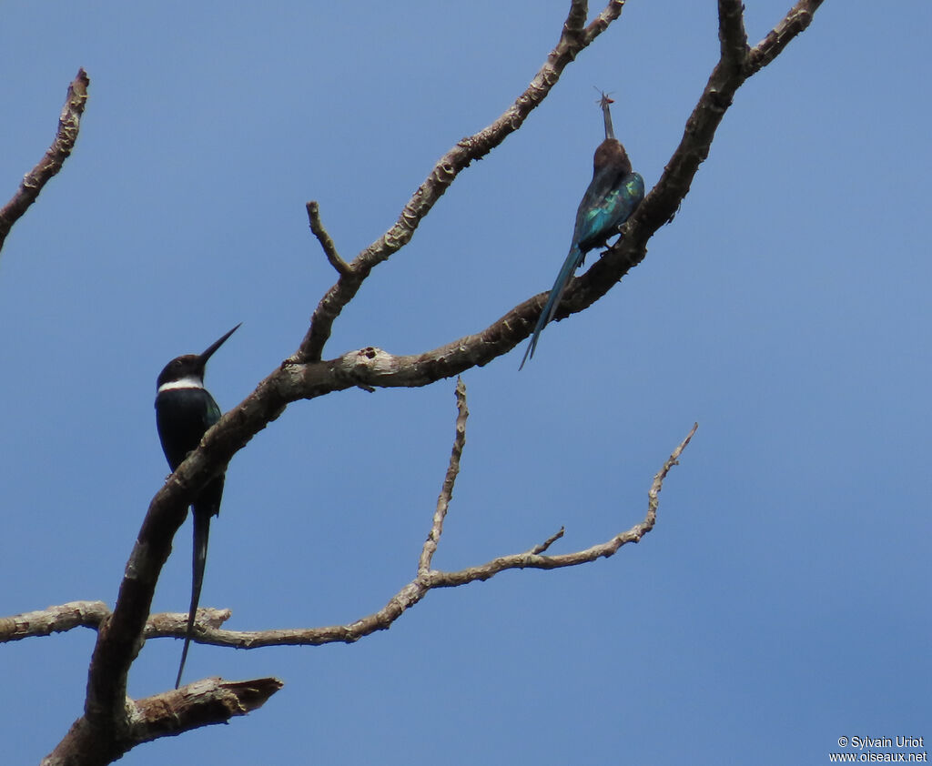 Jacamar à longue queue