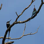 Jacamar à longue queue