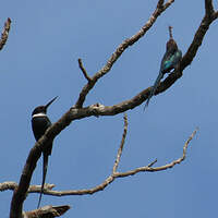 Jacamar à longue queue