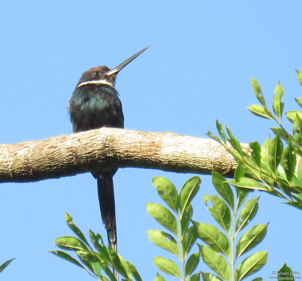 Jacamar à longue queueadulte